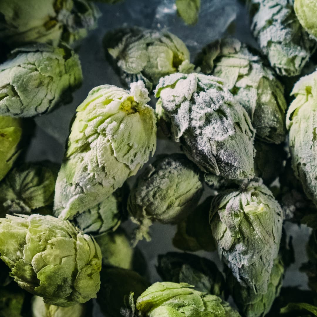 cryo fresh hops