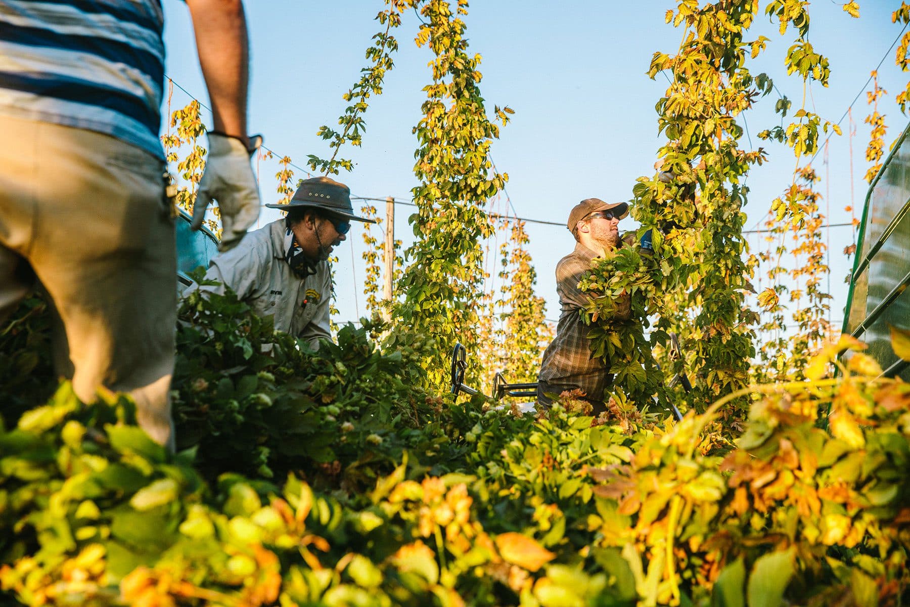 Sierra Nevada Brewing Co. teammates harvesting Estate hops at their brewery in Chico, California