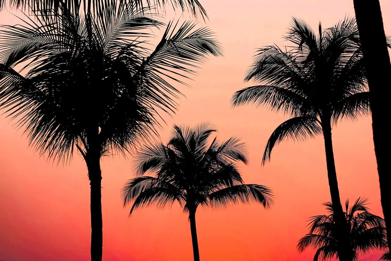 Palm trees silhouetted against tropical sunset